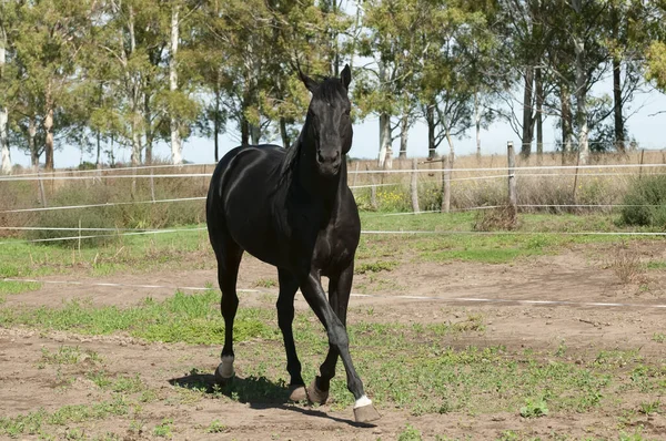 Black Breeding Horse Portrait Pampa Province Patagonia Argentina — Stock Photo, Image