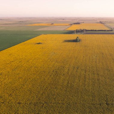Arjantin tarım, Ayçiçeği tarlası ekimi, La Pampa Eyaleti, Patagonya Arjantin