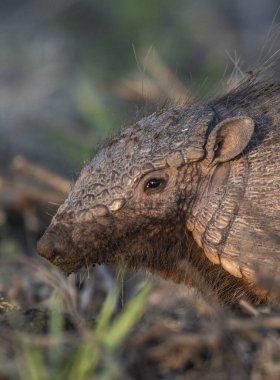 Armadillo Pampas kırsal kesiminde, La Pampa Eyaleti, Arjantin.