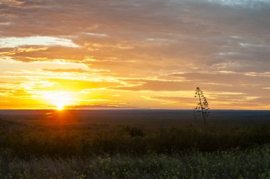Amerikan aloe, Agave americana, La Pampa Eyaleti, Patagonya, Arjantin.
