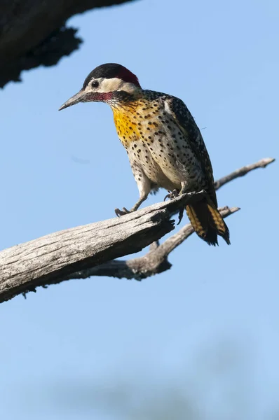 Green Barred Woodpecker Forest Environment Pampa Province Patagonia Argentina — Stockfoto