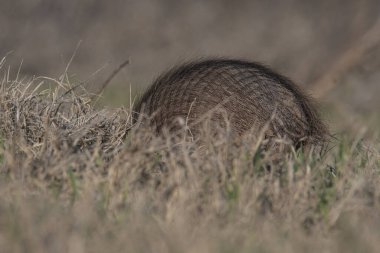 Armadillo Pampas kırsal kesiminde, La Pampa Eyaleti, Arjantin.