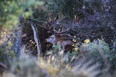 Calden Ormanı, La Pampa, Arjantin, Parque Luro, Doğa Koruma Alanı