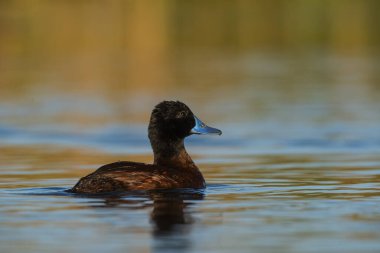 Lake Duck in Pampas Lagoon environment, La Pampa Province, Patagonia , Argentina.