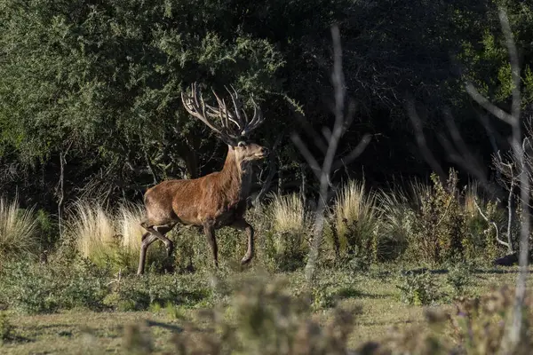 Cerf Rouge Dans Environnement Forêt Calden Pampa Argentine Parque Luro — Photo