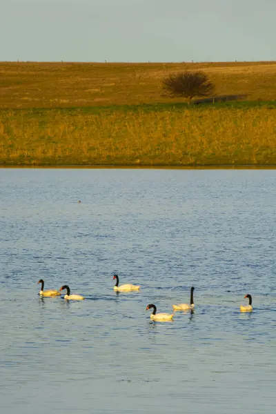 Cisne Pescoço Preto Nadando Uma Lagoa Província Pampa Patagônia Argentina — Fotografia de Stock