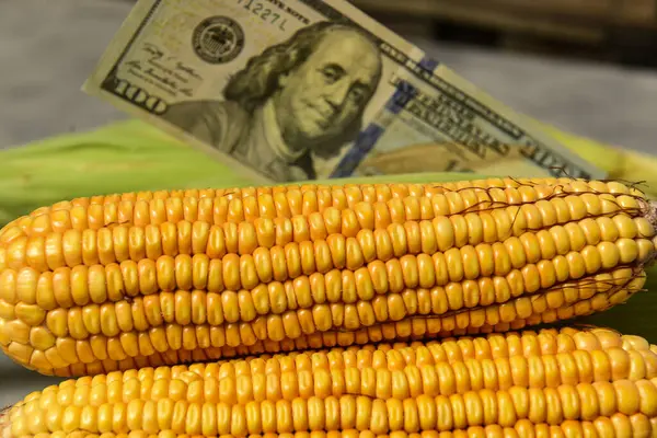 Доллары Кукурузные Зерна Концепция Торговли Зерном Сельскохозяйственный Бизнес — стоковое фото