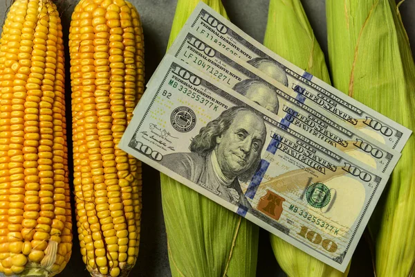 Dólares Granos Maíz Concepto Comercio Granos Negocios Agrícolas — Foto de Stock