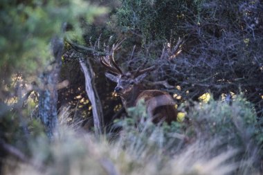 Calden Ormanı, La Pampa, Arjantin, Parque Luro, Doğa Koruma Alanı