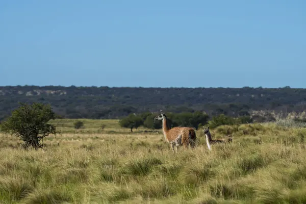 Guanacos Nelle Praterie Pampas Provincia Pampa Patagonia Argentina — Foto Stock