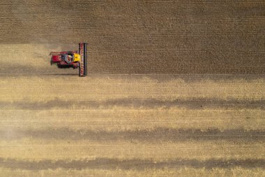 Arjantin kırsalında buğday hasadı, La Pampa Eyaleti.