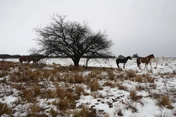 阿根廷巴塔哥尼亚La Pampa农村环境中的雪景 — 图库照片