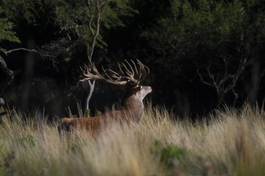 Kızıl geyik, La Pampa 'da kükreyen erkek, Arjantin, Parque Luro, Doğa Koruma Alanı
