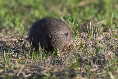 Armadillo Pampas kırsal kesiminde, La Pampa Eyaleti, Arjantin.