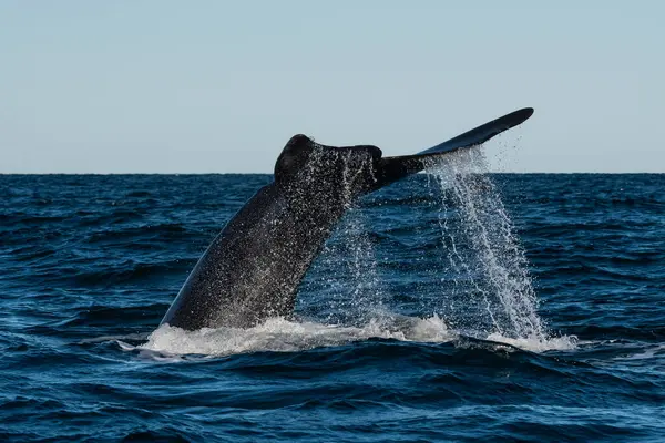 Sohutern Right Whale Whale Tail Fluke Peninsula Valdes Patagonia Argentina — Stock Photo, Image