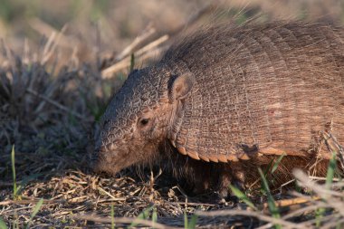 Armadillo Pampas kırsal kesiminde, La Pampa Eyaleti, Arjantin.
