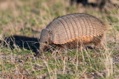 Kıllı Armadillo, çayırlık alanda, Yarımada Valdes, Patagonya, Arjantin