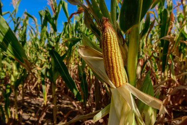 Arjantin kırsalında, Patagonya 'da, Arjantin' de..