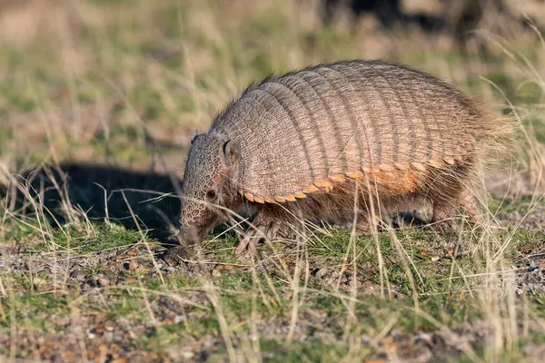 Kıllı Armadillo, çayırlık alanda, Yarımada Valdes, Patagonya, Arjantin
