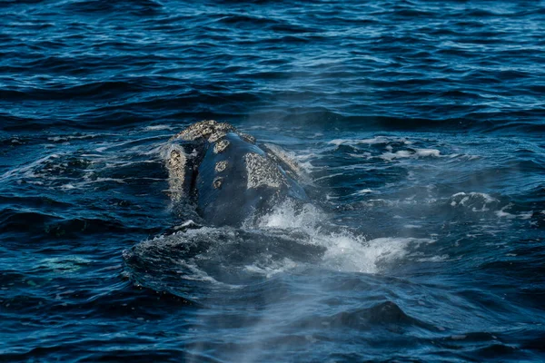 Sohutern Right Whale Whale Breathing Peninsula Valdes Patagonia Argentina — Stock Photo, Image