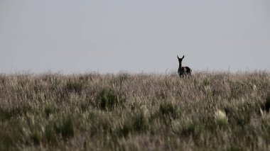Female Blackbuck Antelope in Pampas plain environment, La Pampa province, Argentina