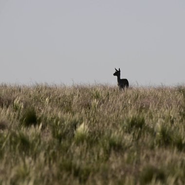 Female Blackbuck Antelope in Pampas plain environment, La Pampa province, Argentina