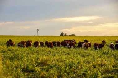 Pampas Kırsalında Sığırlar, Arjantin Et Üretimi, La Pampa, Arjantin.