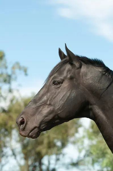 Koń Hodowlany Czarny Portret Prowincja Pampa Patagonia Argentyna — Zdjęcie stockowe