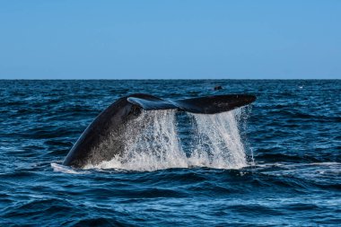 Sohutern sağ balina kuyruğu, Peninsula Valdes, Patagonya, Arjantin
