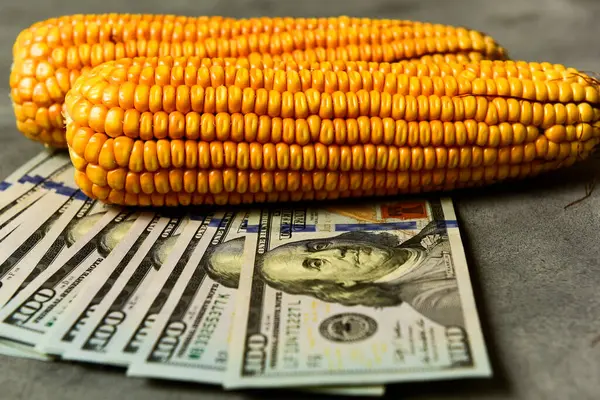 ドルとトウモロコシの穀物 穀物貿易と農業ビジネスの概念 — ストック写真