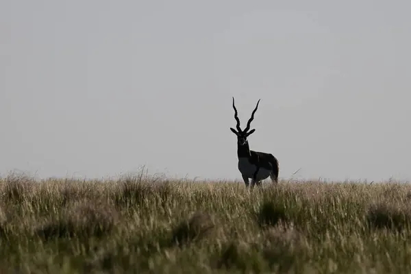 Male Blackbuck Antelope Pampas Plain Environment Pampa Province Argentina — Stock Photo, Image