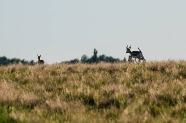 Female Blackbuck Antelope in Pampas plain environment, La Pampa province, Argentina clipart