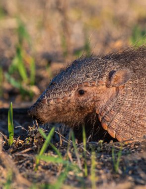 Armadillo Pampas kırsal kesiminde, La Pampa Eyaleti, Arjantin.