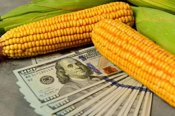 Dollars Corn Grains Concept Grain Trade Agricultural Business — Stock Photo, Image