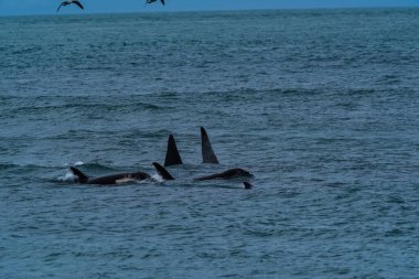 Katil Balina, Orca, deniz aslanı avlıyor, Yarımada Valdes, Patagonya Arjantin