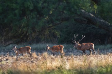Kızıl geyik, La Pampa 'da kükreyen erkek, Arjantin, Parque Luro, Doğa Koruma Alanı