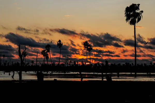 Sunset Palms Landscape Estrella Marsh Formosa Province Argentina — Stock Photo, Image