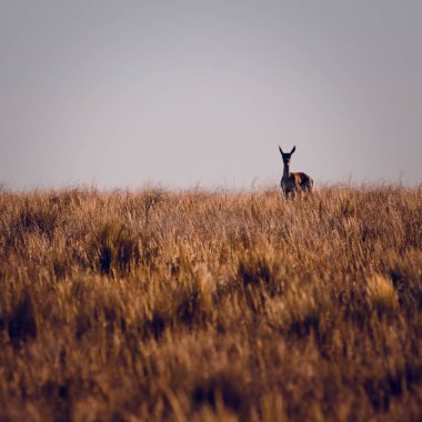 Female Blackbuck Antelope in Pampas plain environment, La Pampa province, Argentina