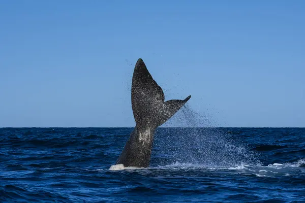 Sohutern Right Whale Whale Tail Fluke Peninsula Valdes Patagonia Argentina — Stock Photo, Image