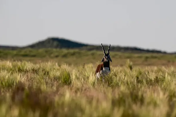 Male Blackbuck Antelope Pampas Plain Environment Pampa Province Argentina — Stock Photo, Image