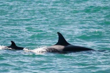 Katil balina avcısı deniz aslanları, yarımada valfleri, Patagonya Arge