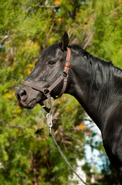Черная Лошадь Портрет Провинция Пампа Патагония Аргентина — стоковое фото