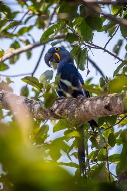 Ormandaki Hyacinth Macaw Pantanal Ormanı, Mato Grosso, Brezilya.