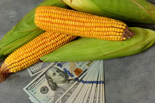 Dollars Corn Grains Concept Grain Trade Agricultural Business — Stock Photo, Image