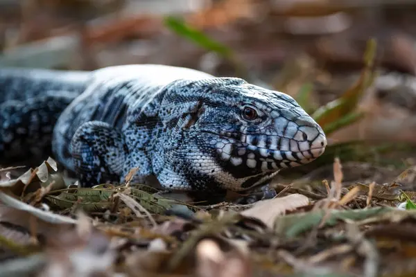 Siyah beyaz Tegu Kertenkelesi, Tupinambis merianae, Pantanal, Brezilya