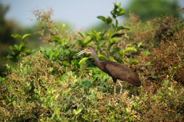 Sulak arazide Limpkin, Pantanal Ormanı, Mato Grosso, Brezilya.