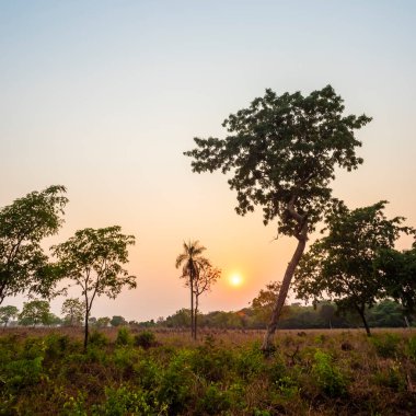Pantanal Ormanı, Mato Grosso, Brezilya.