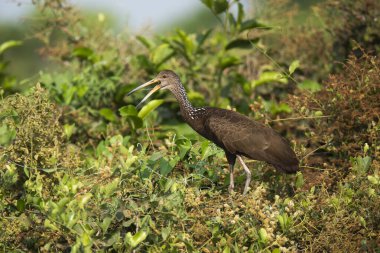 Sulak arazide Limpkin, Pantanal Ormanı, Mato Grosso, Brezilya.