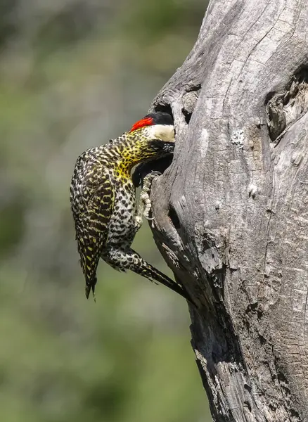 Green Barred Woodpecker Forest Environment Pampa Province Patagonia Argentina — Stock fotografie