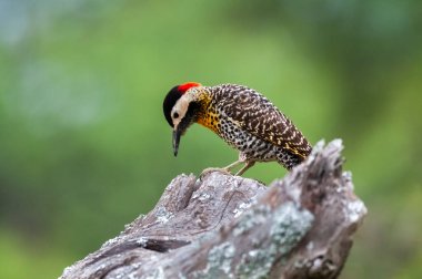 Green barred Woodpecker in forest environment, La Pampa province, Patagonia, Argentina.